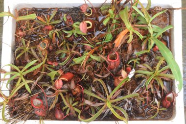 Güzel sürahi etobur bitki pot Vietnam