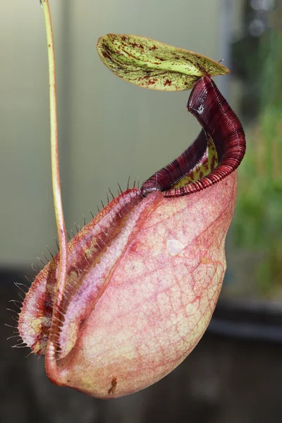 Krásný džbánek masožravých rostlin hrnec ve Vietnamu — Stock fotografie