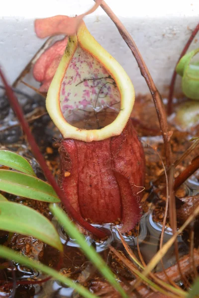Bela jarro carnívoro vaso de plantas no Vietnã — Fotografia de Stock