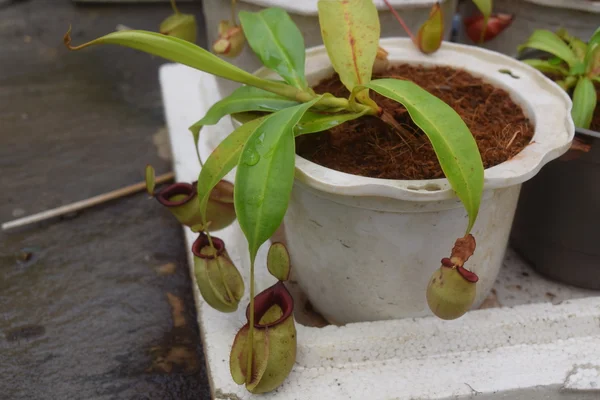 Bela jarro carnívoro vaso de plantas no Vietnã — Fotografia de Stock