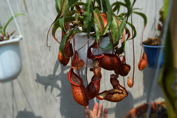 Красиві глечик Хижі рослини горшкові у В'єтнамі Стокова Картинка