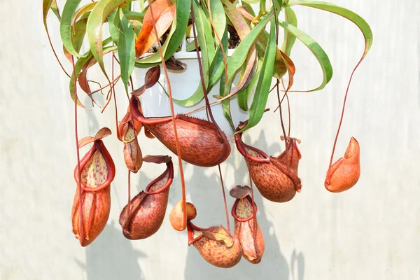 Красиві глечик Хижі рослини горшкові у В'єтнамі Ліцензійні Стокові Фото