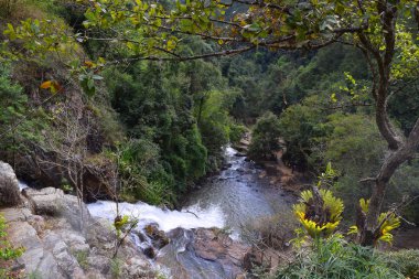 tropikal datanla şelale dalat, vietnam ormanında