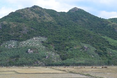 dağ ve Vietnam alan