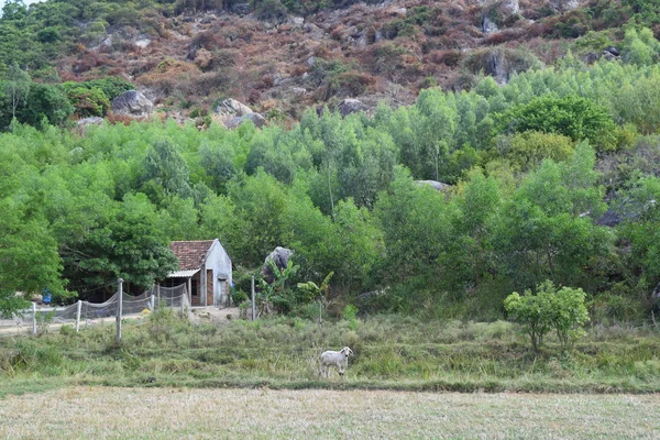 Aldea casa rural en el bosque de la colina —  Fotos de Stock