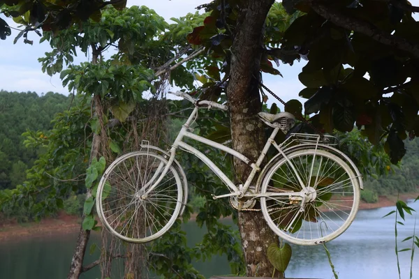 Велосипед висит на дереве — стоковое фото