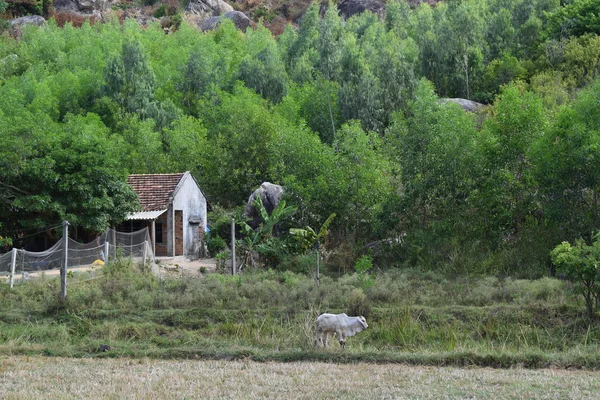 Сельская деревня в горном лесу — стоковое фото