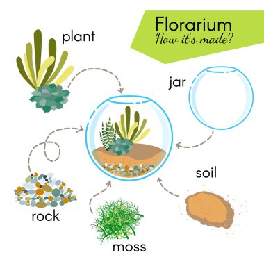 Öğretici nasıl florarium yapmak. Cam teraryum içinde sulu, florarium için elemanları: kavanoz, bitki, kayalar, yosun, toprak.