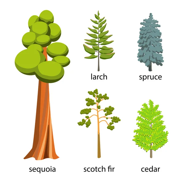 Conjunto de ícones de árvores - ilustração de desenhos animados Árvores coníferas. Coleção de árvores de coníferas planas: sequoia grande, abeto, larício, abeto de uísque e cedro de web . —  Vetores de Stock