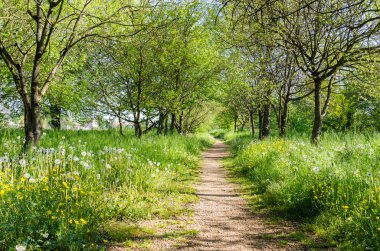 Bir güneşli bahar gününde dar orman yolu
