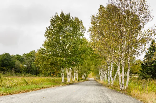 Gerade Landstraße mit Bäumen gesäumt — Stockfoto