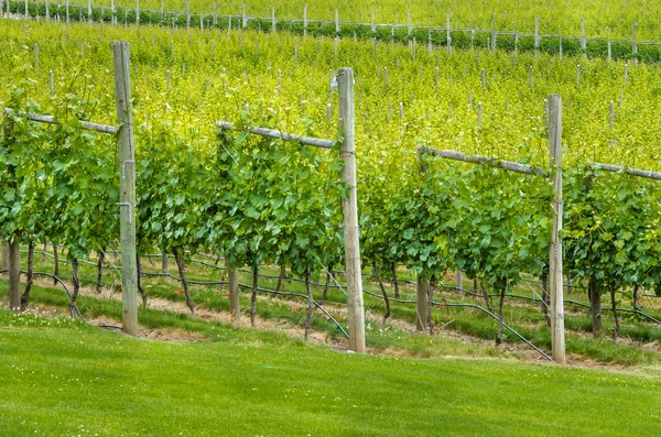 Wijngaard op een zomerse dag — Stockfoto