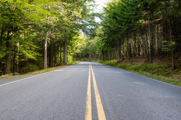 Straight Forest Road no início do outono — Fotografia de Stock