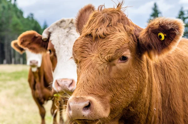 Braune Kuh auf einem Feld — Stockfoto