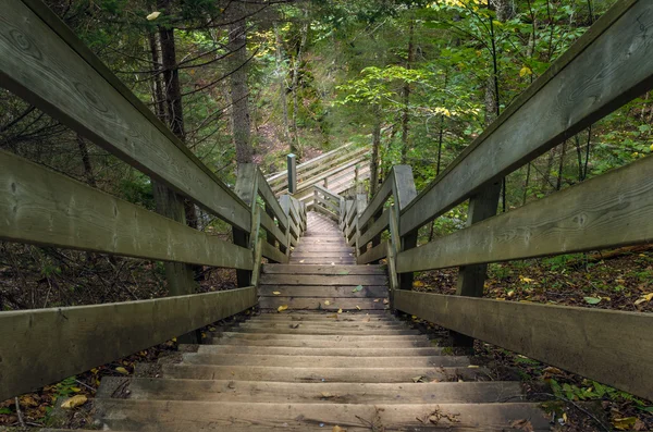 Bajada a través de un bosque — Foto de Stock