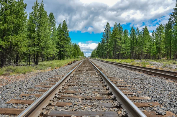 Railroad thoughr a forest — Stock Photo, Image