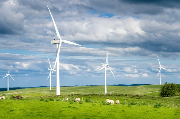 Éoliennes et bétail dans un champ un jour de printemps nuageux — Photo