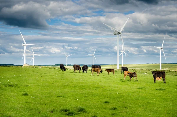 Bétail avec éolienne en arrière-plan — Photo