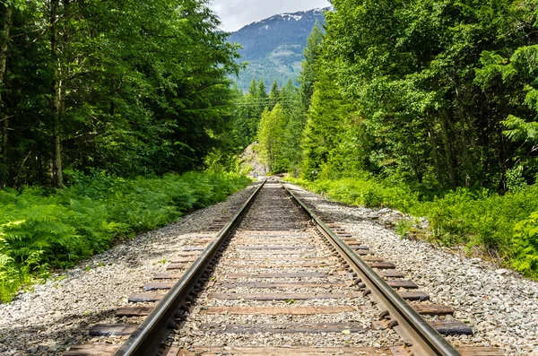 Ligne ferroviaire à travers une forêt — Photo