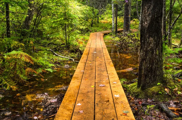 Pasarela del bosque de madera — Foto de Stock