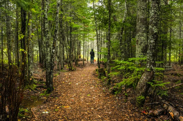 Randonneur solitaire au bout d'un sentier forestier — Photo