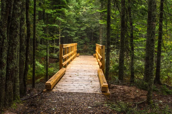 Puente peatonal de madera en un bosque — Foto de Stock