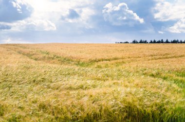 Arpa bir alan üzerinde bulutlu gökyüzü