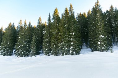 Gün batımında açık gökyüzünün altındaki dağlarda karlı çam ormanları.