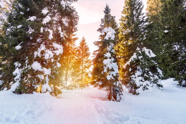 Leeg Pad Door Een Besneeuwd Bos Bergen Bij Zonsondergang — Stockfoto