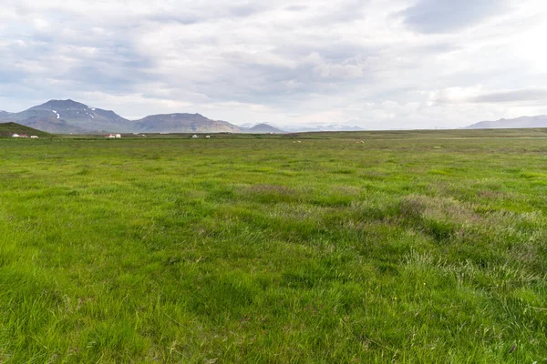 Wiese Der Landschaft Von Island Einem Trüben Sommertag — Stockfoto