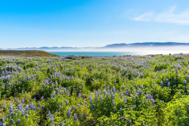 Güneşli bir bahar gününde İzlanda 'da çiçek gibi bir kayalık çayırda. Bir sis örtüsü kısmen okyanusu kaplıyor..