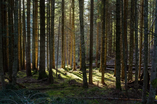 Beautiful Mountain Conifer Forest Sunlight Illuminating Moss Covering Forest Floor — Stock Photo, Image