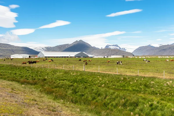 Gran Granja Con Vacas Pastando Campo Herboso Hermoso Entorno Rural — Foto de Stock