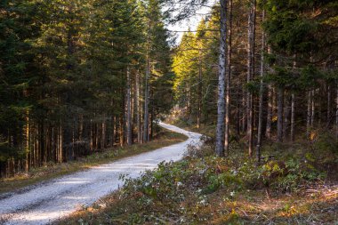 Sonbaharda günbatımında dağlarda bir çam ağacı ormanında terk edilmiş, dolambaçlı bir yol.