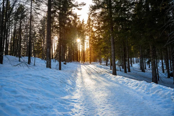 Покинутий Сніговий Альпійський Шлях Через Ліс Заході Сонця Спокійні Зимові — стокове фото