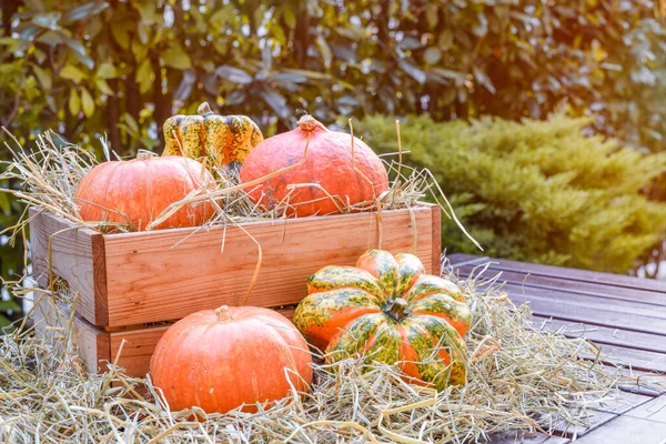 Arka bahçedeki ahşap bir masada küçük balkabakları ve saman kutusunda. Cadılar Bayramı ve Şükran Günü süslemeleri. Boşluğu Kopyala.