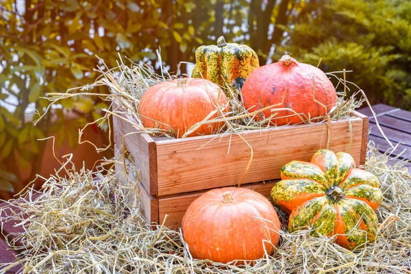 Küçük dekoratif balkabaklarını açık bir masada, tahta bir kutunun içinde kapat. Sonbahar süslemeleri. Boşluğu kopyala.