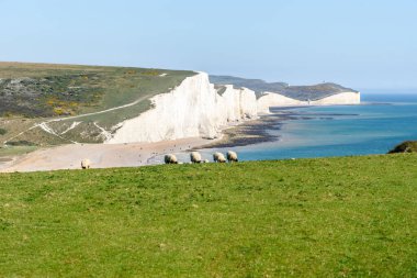 Güneşli bir bahar gününde İngiltere 'nin güneydoğu kıyısındaki görkemli Seven Sisters tebeşir kayalıklarının manzarası. Otlakta otlayan koyunlar ön plandadır. Seaford, İngiltere, İngiltere.