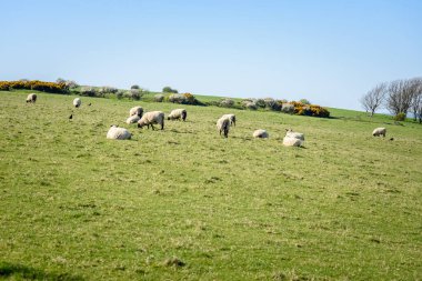 Güneşli bir bahar gününde çimenli bir tarlada otlayan koyunlar. Seaford, Doğu Sussex, İngiltere, İngiltere.