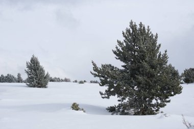 Bulutlu bir günde birkaç çamla karlı bir zirve.