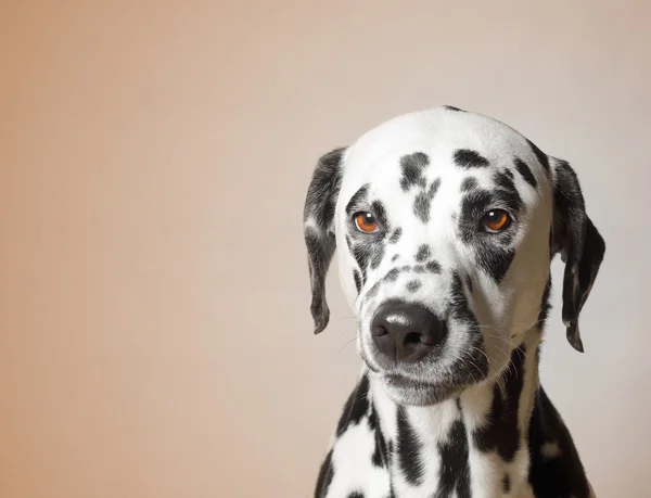 Triste perro enojado se ve infeliz —  Fotos de Stock