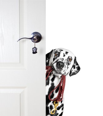 Dog with a leash peeks out from behind the door clipart