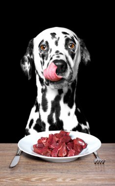 köpek aç ve yemeye gidiyor