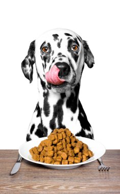 köpek aç ve yemeye gidiyor