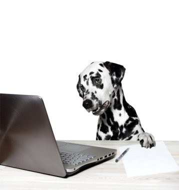 Belgili tanımlık defter Dalmaçya kabilelerini