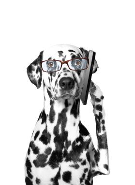 belgili tanımlık köpek içinde belgili tanımlık hareket eden konuşuyor