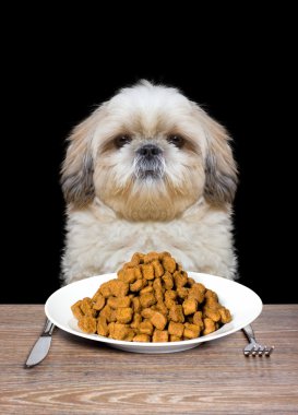 köpek aç ve yemeye gidiyor