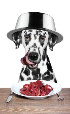 köpek kafasını üzerinde bir kase ile yemeye gidiyor