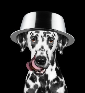 köpek kafasını üzerinde bir kase ile yemeye gidiyor. 