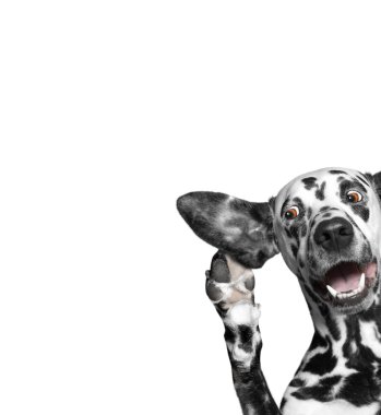 köpek kulak misafiri ile ilgi büyük bir kulak ile